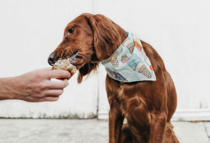 Love Your Pup: DIY Valentine's Day Treats