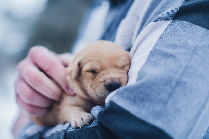Tips for Raising a Happy Pup