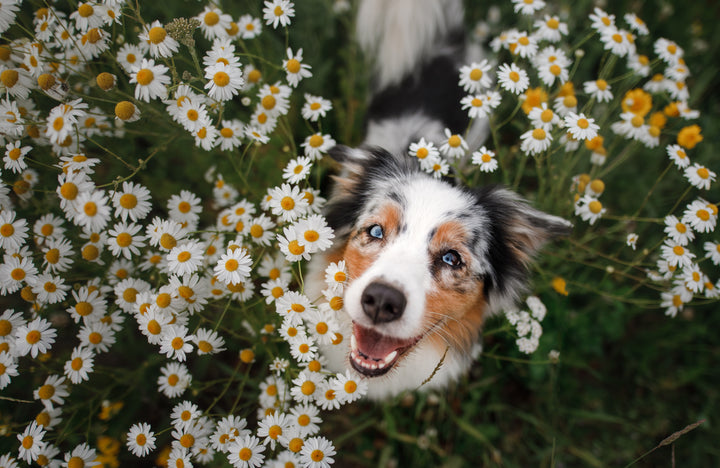 Spring Safety Tips: Preparing Your Dog for Warmer Weather