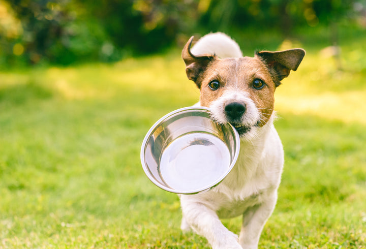 Grain-Free Nutrition: Understanding the Benefits for Dogs