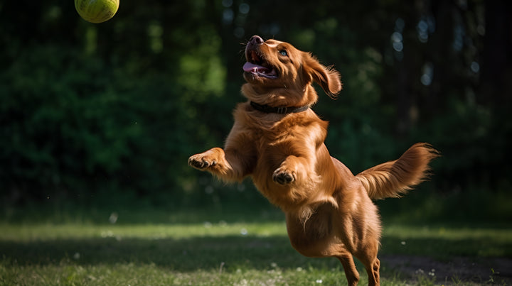 The Benefits of Outdoor Play for Pets : Keeping Your Furry Friend Happy and Healthy.