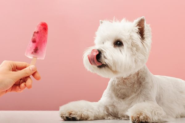 DIY Frozen Dog Treat Recipes for Summer