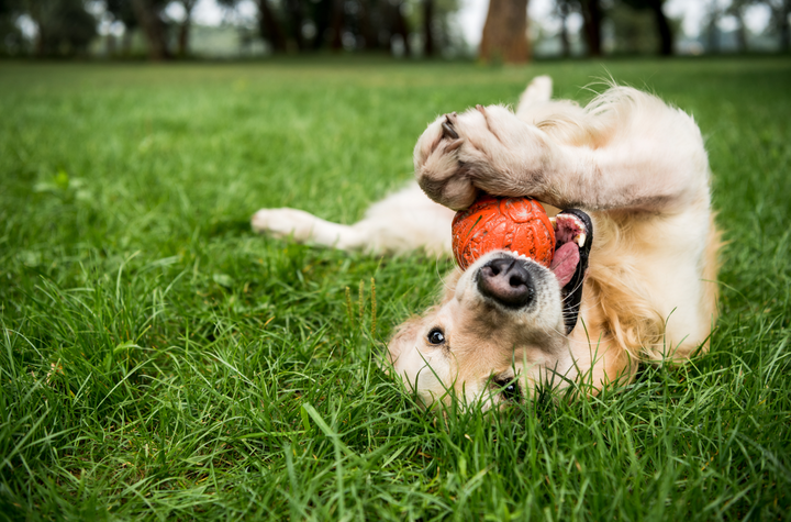 Dog Park Etiquette 101 - Your Pooch in Public Spaces