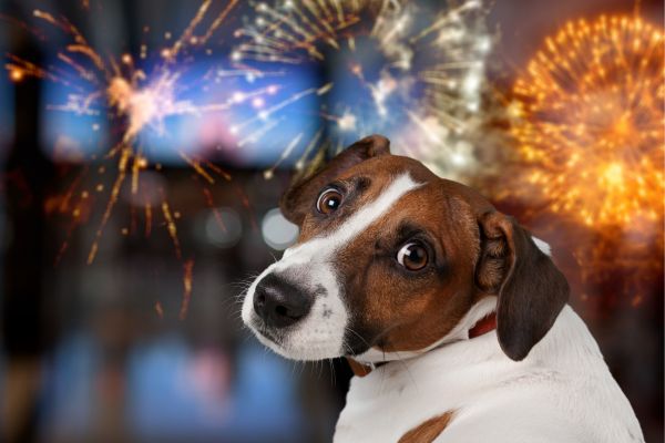 Tips to keep your furry-friends calm and cosy during the festivities