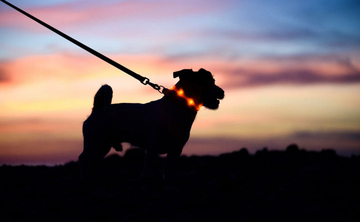 Enzo's Dog Owner Guide to Walking your Dog at Night