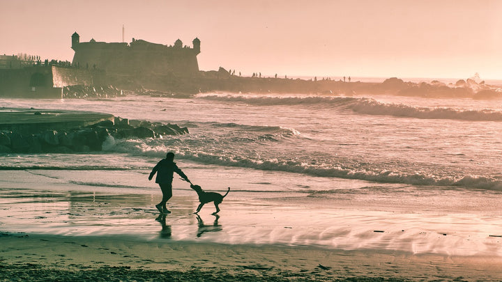 Doggy Beach Day: Tips for a Safe Seaside Adventure