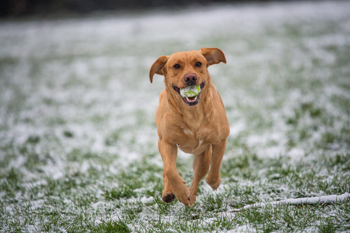 Winter Wellness: Keeping your dog happy and healthy in the colder months