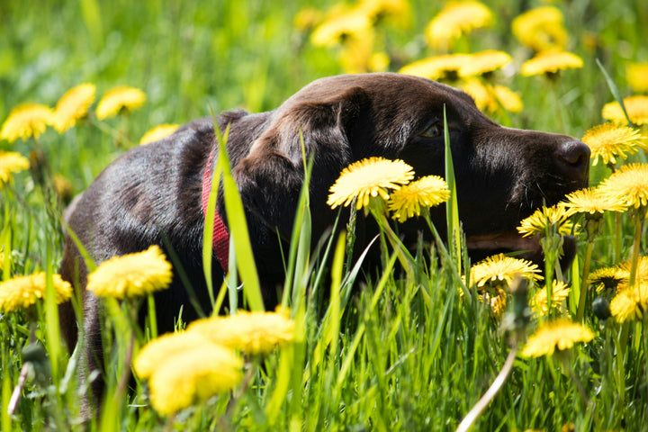Spring Cleaning Season: Dog-Friendly Home Tips